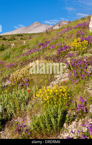 Mount St. Helens über Blumenwiesen auf dem Abraham Trail im Mount St. Helens National Volcanic Monument, Washington. Stockfoto