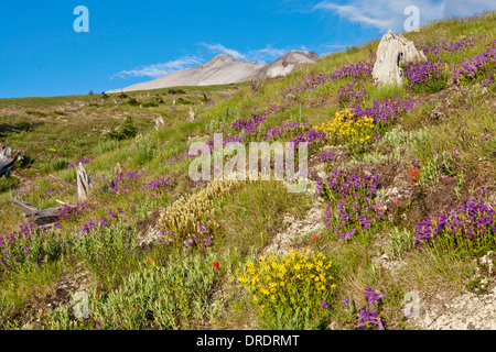 Mount St. Helens über Blumenwiesen auf dem Abraham Trail im Mount St. Helens National Volcanic Monument, Washington. Stockfoto