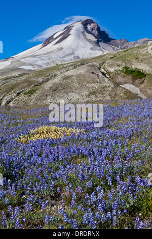 Mount St. Helens über Lupine in Plains Of Abraham, Mount St. Helens National Volcanic Monument, Washington. Stockfoto