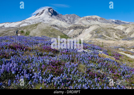 Mount St. Helens über Lupine in Bimsstein Ebenen, Mount St. Helens National Volcanic Monument, Washington. Stockfoto