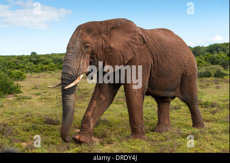 Nahaufnahme von einem einzigen Elefantenbullen (Loxodonta Africana) spritzte mit Rotschlamm Addo Elephant National Park, Südafrika Stockfoto