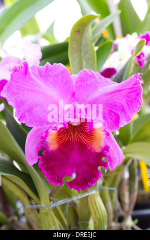 Nahaufnahme von Cattleya Orchidee Blume. Stockfoto