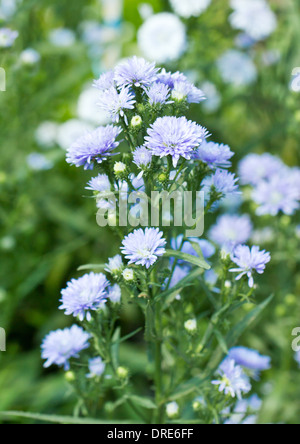 Licht lila Chrysanthemen. Stockfoto