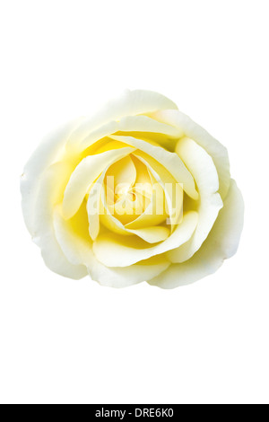 Einzelne gelbe Rose, isoliert auf weiss. Stockfoto