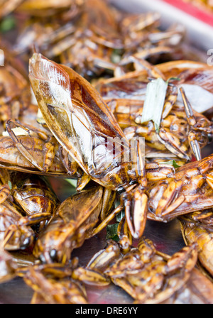 Gebratene Riesen Wasserwanzen. Stockfoto