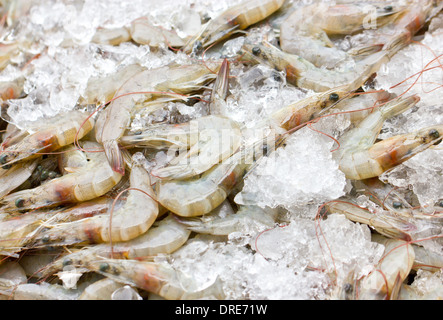 Frische Garnelen mit Eis. Stockfoto