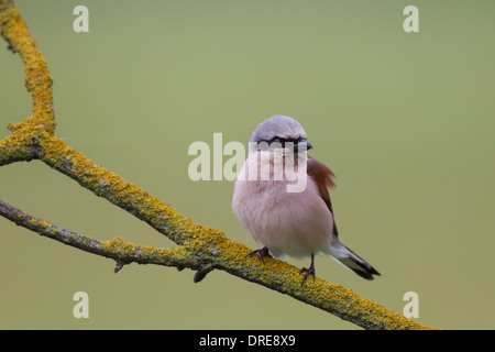 Neuntoeter Red backed Shrike Neuntöter Lanius collurio Stockfoto