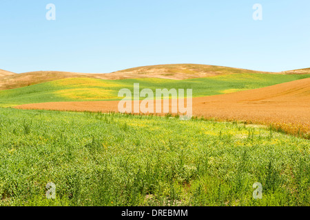 Straßenseitige Ansicht der Palouse Hills von Whitman County, Washington State, USA. Stockfoto