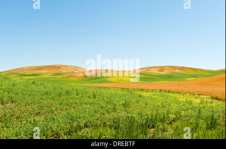 Straßenseitige Ansicht der Palouse Hills von Whitman County, Washington State, USA. Stockfoto