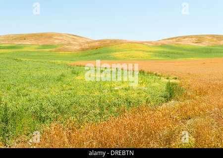 Straßenseitige Ansicht der Palouse Hills von Whitman County, Washington State, USA. Stockfoto