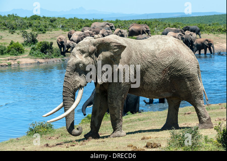 Elefantenbullen (Loxodonta Africana) mit langen Stoßzähnen an einer Wasserstelle im Addo Elephant Park, Eastern Cape, Südafrika Stockfoto