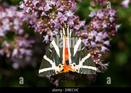 Euplagia Quadripunctaria Jersey Tiger Russischer Baer Stockfoto