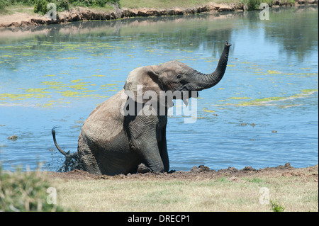 Elefant (Loxodonta Africana) winkt seinem Stamm sitzen in das Wasserloch Gwarrie Pan, Addo Elephant Park, Südafrika Stockfoto