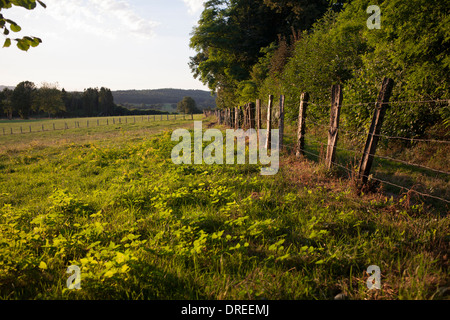 Im Sommer ländliche Blick auf ein Feld und einen Zaun mit Bäume und Hügel im Hintergrund an einem sonnigen Tag, Montcigoux, Dordogne, Frankreich Stockfoto