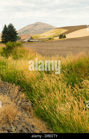 Ansicht von Steptoe Butte, ein Quarzit-Insel erhebt sich über den Palouse Hügeln von Whitman County, Washington, USA Stockfoto