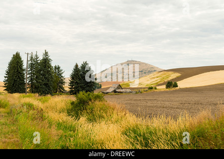 Ansicht von Steptoe Butte, ein Quarzit-Insel erhebt sich über den Palouse Hügeln von Whitman County, Washington, USA Stockfoto