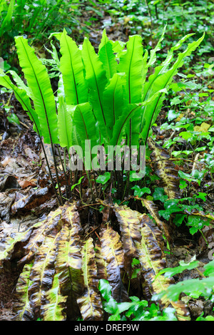 Hart's-Tongue Farn, Asplenium Scolopendrium (Frankreich, Normandie, Soumont-Saint-Quentin Wald) / / Fougère Scolopendre, Frankreich Stockfoto