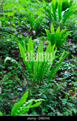 Hart's-Tongue Farn, Asplenium Scolopendrium (Frankreich, Normandie, Soumont-Saint-Quentin Wald) / / Fougère Scolopendre, Frankreich Stockfoto