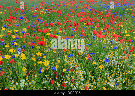 Raps Feld drangen durch Acker-Unkraut, Kornblume, Mohn, Kamille (weiß) und Mais Marigold (gelb), Frankreich, Calvados Stockfoto