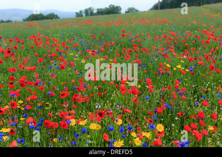 Raps Feld drangen durch Acker-Unkraut, Kornblume, Mohn, Kamille (weiß) und Mais Marigold (gelb), Frankreich, Calvados Stockfoto