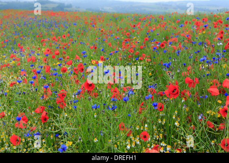 Raps Feld drangen durch Acker-Unkraut, Kornblume, Mohn, Kamille (weiß) und Mais Marigold (gelb), Frankreich, Calvados Stockfoto