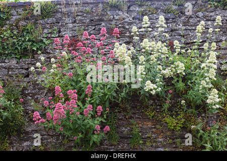 Centranthus Ruber, auch genannt Baldrian oder roten Baldrian in einer Wand (Frankreich, Calvados, Clécy) / / Valériane Pourpre Dans un Mur Stockfoto