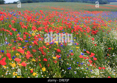 Raps Feld drangen durch Acker-Unkraut, Kornblume, Mohn, Kamille (weiß) und Mais Marigold (gelb), Frankreich, Calvados Stockfoto