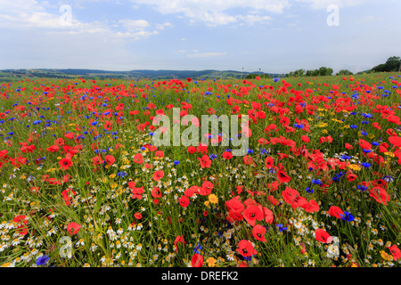 Raps Feld drangen durch Acker-Unkraut, Kornblume, Mohn, Kamille (weiß) und Mais Marigold (gelb), Frankreich, Calvados Stockfoto