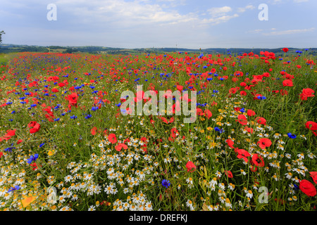 Raps Feld drangen durch Acker-Unkraut, Kornblume, Mohn, Kamille (weiß) und Mais Marigold (gelb), Frankreich, Calvados Stockfoto