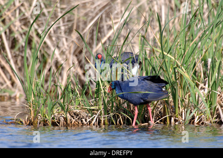 Lila haben (porphyrio Porphyrio) Wandern am Ufer des Flusses simeto, Sizilien Stockfoto