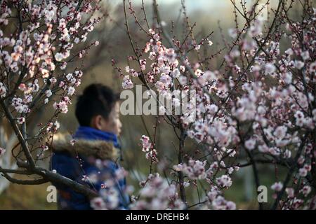 Nanjing, China Jiangsu Provinz. 24. Januar 2014. Pflaumenblüten sind in einem Park in Nanjing, der Hauptstadt der ostchinesischen Provinz Jiangsu, 24. Januar 2014 gesehen. © Wang Xin/Xinhua/Alamy Live-Nachrichten Stockfoto