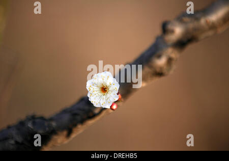 Nanjing, China Jiangsu Provinz. 24. Januar 2014. Eine Pflaumenblüte ist in einem Park in Nanjing, der Hauptstadt der ostchinesischen Provinz Jiangsu, 24. Januar 2014 gesehen. © Wang Xin/Xinhua/Alamy Live-Nachrichten Stockfoto