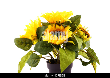 Sonnenblumen in Vase isoliert auf weißem Hintergrund. Stockfoto