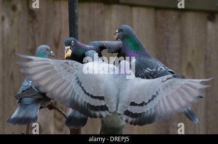 Feral Tauben oder Felstauben kämpfen auf einem Futterhäuschen in einem Hintergarten Columba livia um Futter Stockfoto