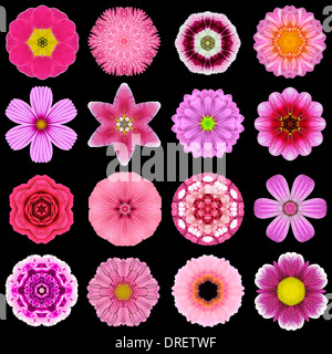 Große Sammlung von verschiedenen lila Blüten. Kaleidoskopische Mandala-Muster auf schwarzem Hintergrund isoliert. Konzentrische Rose, Daisy, P Stockfoto