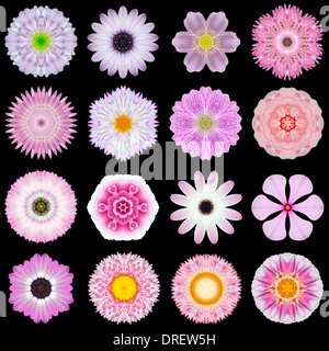 Große Sammlung von verschiedenen rosa Blüten. Kaleidoskopische Mandala-Muster auf schwarzem Hintergrund isoliert. Konzentrische Rose, Daisy Stockfoto