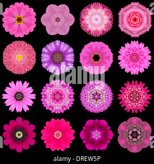 Große Sammlung von verschiedenen lila Blüten. Kaleidoskopische Mandala-Muster auf schwarzem Hintergrund isoliert. Konzentrische Rose, Daisy Stockfoto