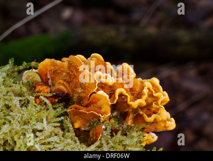 Gelb-braune Kruste Pilz (Stereum Hirsutum) und Moos auf einer toten Eiche. Stockfoto