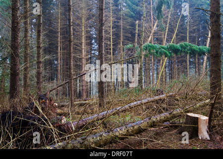 Gefallenen Tannen und Baumstümpfe nach einem heftigen Sturm im Herbst. Stockfoto