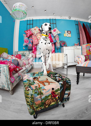 Ein Dalmatiner (Canis Lupus Familiaris) in einem Interieur Dekoration Shop.  Chien Dalmatien Dans un Magasin de Dekoration. Stockfoto