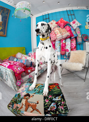 Ein Dalmatiner (Canis Lupus Familiaris) in einem Deko-Shop.  Chien Dalmatien Dans un Magasin de Dekoration. Stockfoto