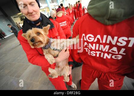 London, England, Vereinigtes Königreich. 24. Januar 2014. Die Anti-Vivisection Koalition protestierten vor der Medizin und die Produkte regelmäßig Agentur Sie darum zu bitten, zu stoppen alle Affen Experimente und lassen Sie alle Primaten haben sie in ihren Laboren. Die Gruppe behauptet, die Tiere sind mit starken Chemikalien injiziert und in grausame Experimente Credit: Gail Orenstein/ZUMAPRESS.com/Alamy Live News Stockfoto