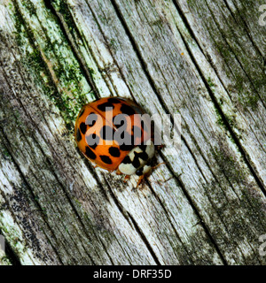 Makro von einer orange Marienkäfer Käfer auf verwittertem Holz Stockfoto