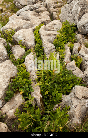 Farne wachsen in Risse von Kalkstein Pflaster Stockfoto