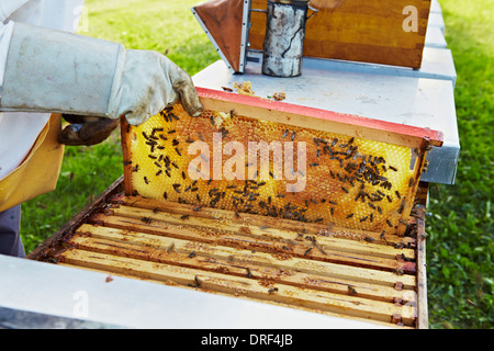 Imker Waben, Kroatien, Europa Stockfoto