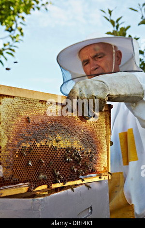 Imker Waben, Kroatien, Europa Stockfoto