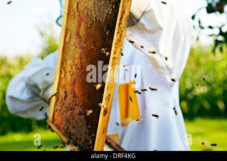 Imker Waben, Kroatien, Europa Stockfoto