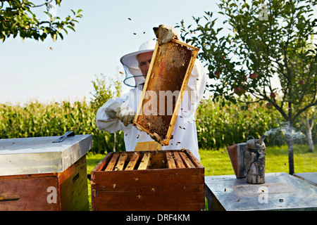 Imker In Garten, Kroatien, Europa Stockfoto