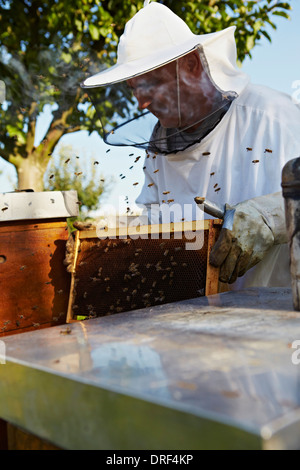 Imker In Garten, Kroatien, Europa Stockfoto
