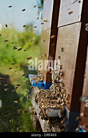 Bienenstock im Sommer, Kroatien, Europa Stockfoto